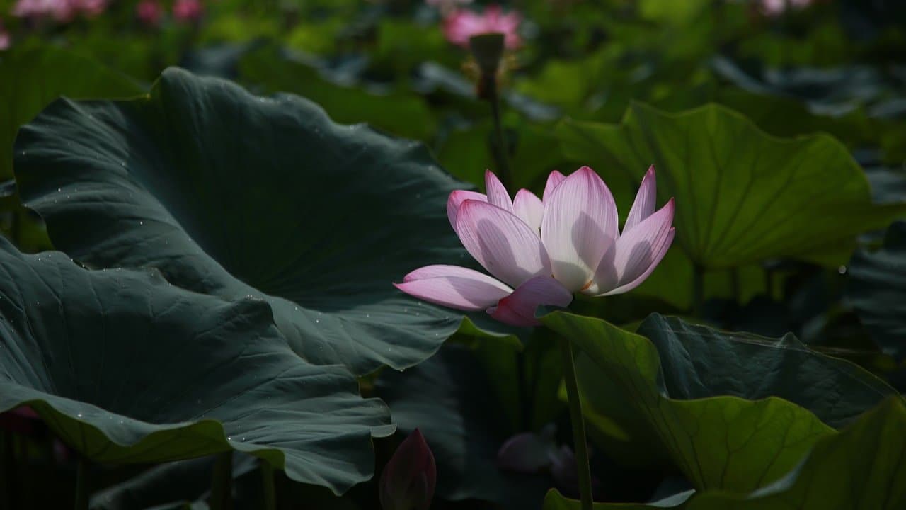 [우리술 이야기]1,000년 역사의 술, 그리고 사라짐.