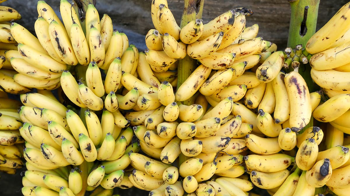 바나나로 숯을 만드는 이유 🍌