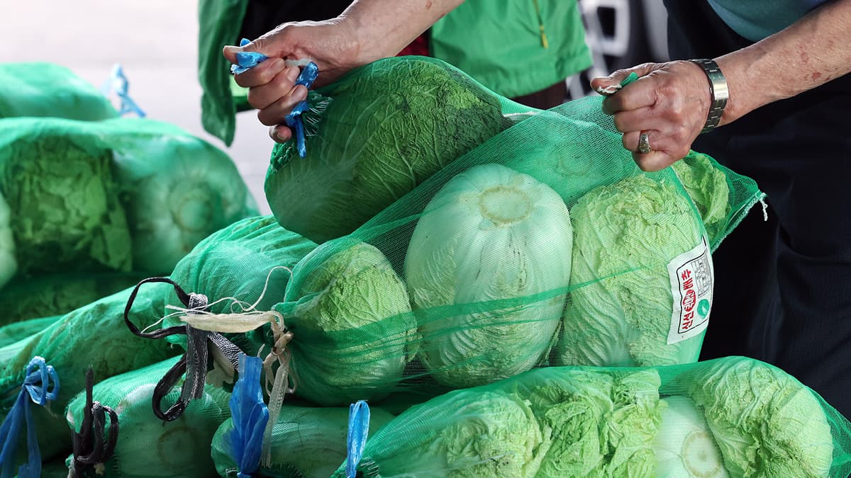 🥬: “올해는 한 포기 2만 원, 금배추라 불러다오”