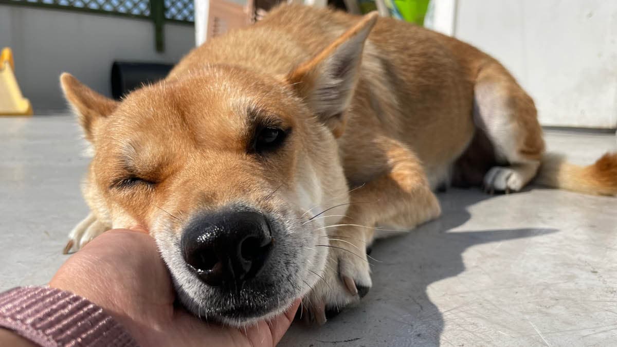 저희도 예쁘게 봐주세요 🐕