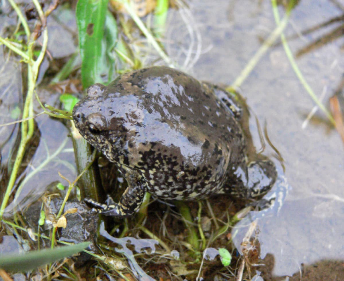 🐸: 대장! 요즘은 맹꽁이 세상에 왜 안 와?