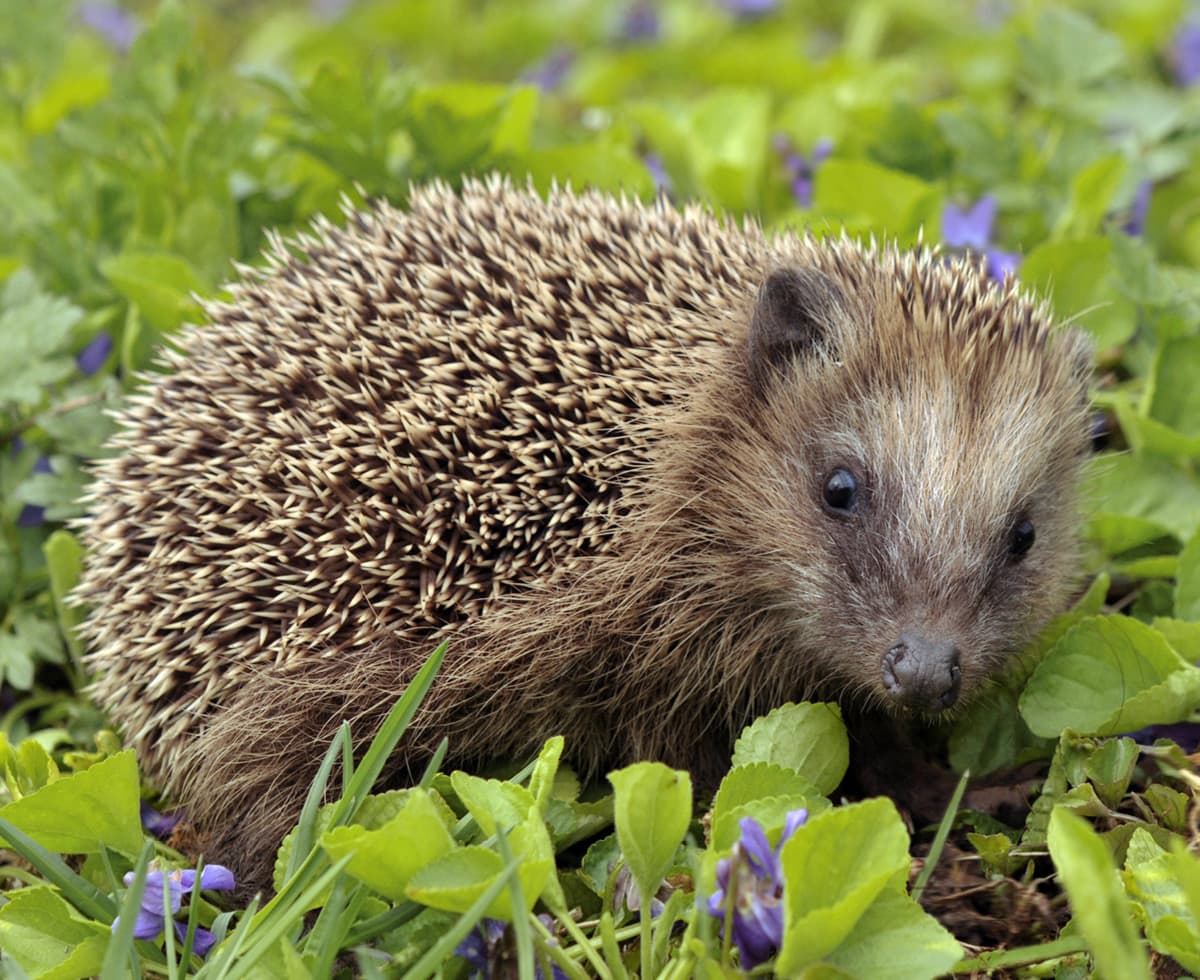 세계에서 가장 오래 산🦔